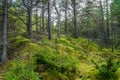 A fabulous, with small green mossy hills covered forest landscape, forest floor, mosses