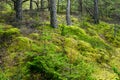 A fabulous, with small green mossy hills covered forest landscape, forest floor, mosses