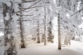 Fabulous snowy winter forest with frozen tree trunks Royalty Free Stock Photo