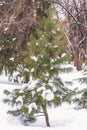 A fabulous, snowy winter forest