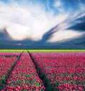 fabulous stunning magical spring landscape with a tulip field on the background of a cloudy sky in the form of a bird and road to Royalty Free Stock Photo