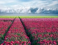 Fabulous stunning magical spring landscape with a tulip field on the background of a cloudy sky and road to the horizon in Holland Royalty Free Stock Photo