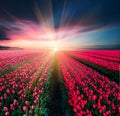 Fabulous stunning magical spring landscape with a tulip field on the background of a cloudy sky at sunset in Holland. Charming Royalty Free Stock Photo