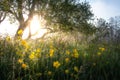 Fabulous summer background. Sunlight in outdoor