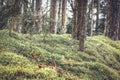 Fabulous thickets in mysterious forest with twigs covered with moss and grass in vintage colors