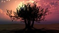 Fabulous tree against a beautiful sunset