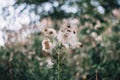 Fabulous vegetation by the river, small fluffy flowers