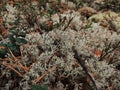 Fabulous white moss or reindeer lichen up close. Forest soil in sphagnum moss.