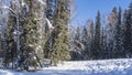 A fabulous winter forest against the blue sky. Royalty Free Stock Photo