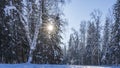 Fabulous winter forest. The branches of birches and firs bent under a layer of snow. Royalty Free Stock Photo