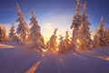 Fabulous winter forest