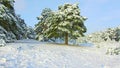 Fabulous winter forest, snow storm in the pine winter forest, blizzard in the forest, Forest Trees In Snow Storm Royalty Free Stock Photo