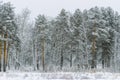 Fabulous winter forest. After the snowfall, the tree branches are covered with fluffy snow. Christmas mood.Silence in