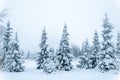 Fabulous winter landscape, Christmas trees