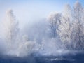 Fabulous winter landscape on the river. Fog. Trees in hoarfrost. Bright winter sunny day. Winter in Russia, Altay