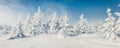 Fabulous winter panorama of mountain forest with snow covered fir trees. Colorful outdoor scene, Happy New Year celebration