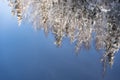 snow-covered coniferous forest is reflected in a clear blue water. Copy space Royalty Free Stock Photo