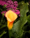 Fabulous Yellow and Orange `Flame` Calla Lily in Garden Royalty Free Stock Photo