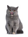 Tortie British Shorthair cat on white background Royalty Free Stock Photo