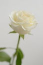 Divinely beautiful and delicate white rose.