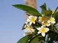 Fabuluos fragrant pure white scented blooms with yellow centers of exotic tropical frangipanni species plumeria plumeria