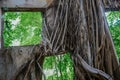 Facade of abandoned building invaded by aerial tree roots