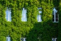 The Facade of the Building is Covered with Ivy Royalty Free Stock Photo
