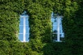 The Facade of the Building is Covered with Ivy Royalty Free Stock Photo