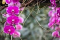 The facade flowers