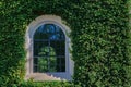 Facade with green wall and vintage window. Decorative garden of Ivy plant leaves. Royalty Free Stock Photo