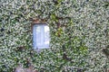 Facade of historic building covered with climbing jasmine