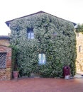 Facade of historic building covered with climbing jasmine