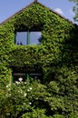 Facade of a house covered with ivy Royalty Free Stock Photo