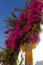 Facade of house full of bougainvilleas.