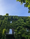 Facade of a house surrounded by greenery, ivy and vines covering a house. Milan, Brera botanical garden. Italy