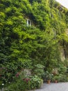 Facade of a house surrounded by greenery, ivy and vines covering a house. Milan, Brera botanical garden. Italy