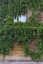 Facade of ivy covered house Royalty Free Stock Photo