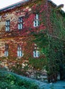 Facade of ivy covered house Royalty Free Stock Photo