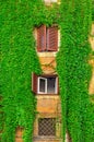 Facade on the old building in Rome, covered by ivy Royalty Free Stock Photo