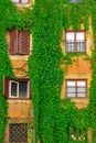 Facade on the old building in Rome, covered by ivy Royalty Free Stock Photo