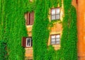 Facade on the old building in Rome, covered by ivy Royalty Free Stock Photo