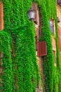 Facade on the old building in Rome, covered by ivy Royalty Free Stock Photo