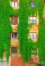 Facade on the old building in Rome, covered by ivy Royalty Free Stock Photo