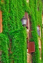 Facade on the old building in Rome, covered by ivy Royalty Free Stock Photo