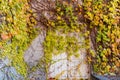 Facade with old door overgrown with ivy with autumn leaves Royalty Free Stock Photo