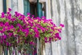 Facade of an old palazzo in Venice with a balcony decorated with blooming flowers and green plants. Small flower oasis in the midd