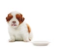Face of adorable baby shih tzu pedigree dog eating milk from dis