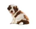 Face of adorable baby shih tzu pedigree dog sitting and watching Royalty Free Stock Photo