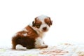 Face of adorable baby shih tzu pedigree dog sitting and watching to camera with eyes contact isolated white background use for Royalty Free Stock Photo