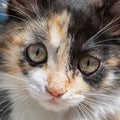 The face of an adorable fluffy black-white-red kitten. The muzzle of an adorable tricolor kitten. Sad eyes of a young tricolor cat Royalty Free Stock Photo